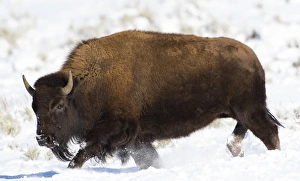 Images Dated 19th November 2014: USA, Wyoming, Grand Teton National Park, Bison running in snow on Antelope Flats