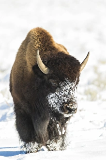 Artiodactyla Prints: USA, Wyoming, Grand Teton National Park, Bison in snow on Antelope Flats