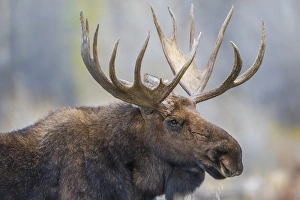 Images Dated 14th October 2017: USA, Wyoming, Grand Teton National Park, a bull moose poses for a portrait amongst