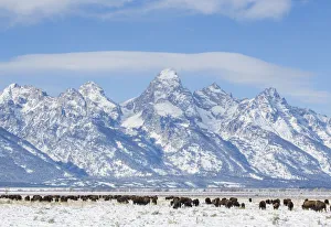 Images Dated 19th November 2014: USA, Wyoming, Grand Teton National Park, Bison herd grazing in winter on Antelope Flats