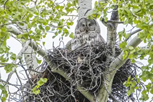 Images Dated 20th May 2015: USA, Wyoming, Grand Teton National Park, a female Great Gray Owl sits on her stick