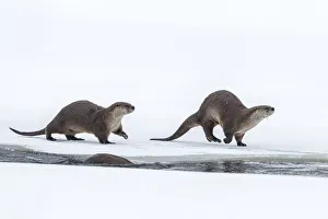 Otter Prints: USA, Wyoming, Grand Teton National Park. River otters on snow