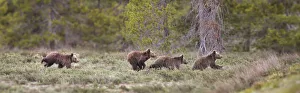 Images Dated 4th July 2018: USA, Wyoming, Grand Teton National Park