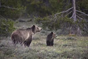USA, Wyoming, Grand Teton National Park. Sow grizzly with cub