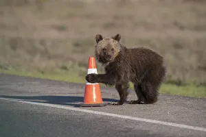 USA, Wyoming, Grand Teton National Park. Yearling grizzly cub plays with traffic cone on road