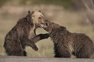 USA, Wyoming, Grand Teton National Park. Yearling grizzly cubs play fight. Credit as