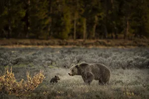 Images Dated 26th August 2020: USA, Wyoming, Grand Teton National Park. Female grizzly bear mother with cub