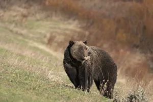 Images Dated 4th July 2021: USA, Wyoming, Grand Teton National Park. Grizzly bear sow on hillside