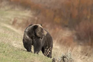 Images Dated 4th July 2021: USA, Wyoming, Grand Teton National Park. Grizzly bear sow on hillside
