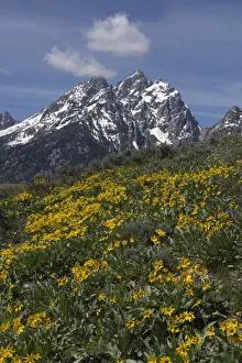 Images Dated 8th July 2021: USA, Wyoming, Grand Teton National Park