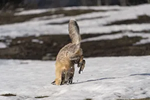 Images Dated 19th June 2021: USA, Wyoming, Grand Teton National Park. Red fox diving for voles under the snow