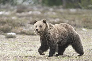 USA, Wyoming, Grand Teton National Park. Grizzly bear close-up