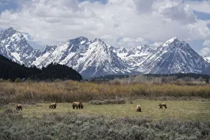 Images Dated 30th June 2021: USA, Wyoming, Grand Teton National Park. Grizzly bear sow and four cubs in field
