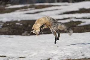 USA, Wyoming, Grand Teton National Park. Red fox diving for voles under the snow USA, Wyoming, Grand Teton National Park. Red fox diving for voles under the snow