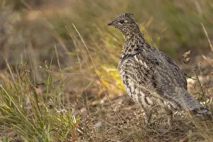 USA, Wyoming, Grand Teton National Park. Dusky grouse bird close-up