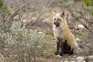 New Images March 2024 Prints: USA, Wyoming, Grand Teton National Park. Adult red fox close-up