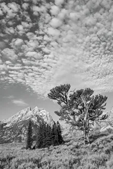 USA, Wyoming, Grand Teton National Park. Clouds over the Teton Range and the Patriarch Tree