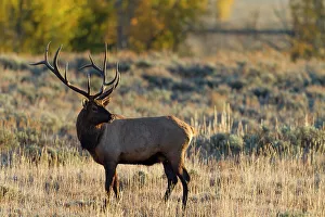 Mating Season Prints: USA, Wyoming, Grand Teton National Park. Bull elk during rut. Mating behavior