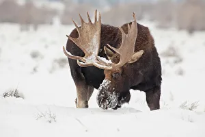 Bull Prints: USA, Wyoming, Grand Teton National Park. Bull moose in snow