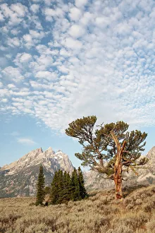 Limber Pine Prints: USA, Wyoming, Grand Teton National Park