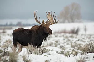 USA, Wyoming, Grand Teton National Park. Bull moose in snow