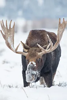 Bull Prints: USA, Wyoming, Grand Teton National Park. Bull moose in snow