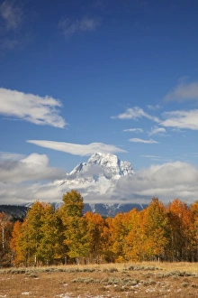 Images Dated 7th October 2009: USA, Wyoming, Grand Teton National Park, Aspen Trees and Clouds with Mount Moran
