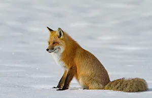 Furry Prints: USA, Wyoming, Grand Teton National Park. Red fox