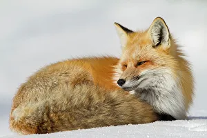 Furry Prints: USA, Wyoming, Grand Teton National Park. Red fox