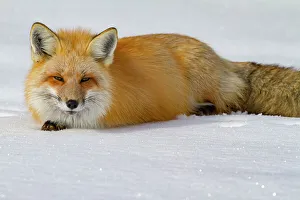 Looking At Camera Prints: USA, Wyoming, Grand Teton National Park. Red fox