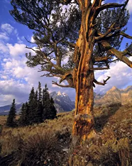 Tetons Prints: USA, Wyoming, Grand Teton NP. Early light accentuates the gnarled trunk of an old