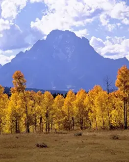 Tetons Prints: USA, Wyoming, Grand Teton NP. Golden aspen fill the floodplain below the Grand Tetons