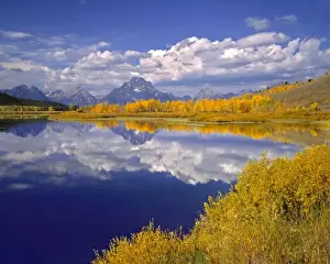 Tetons Prints: USA, Wyoming, Grand Teton NP. Golden aspen trees line the banks of the Snake River