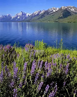 Jackson Lake Prints: USA, Wyoming, Grand Teton NP. Purple lupine bloom on the shores of Jackson Lake