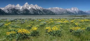 Images Dated 3rd January 2023: USA, Wyoming. Grand Teton Range and Arrowleaf Balsamroot wildflowers