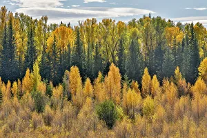 Backlighting Prints: USA, Wyoming. Grand Tetons National Park with backlighting cottonwood