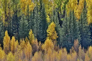 Backlighting Prints: USA, Wyoming. Grand Tetons National Park with backlighting cottonwood