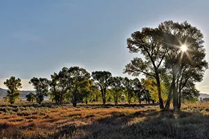 Backlighting Prints: USA, Wyoming. Grand Tetons National Park and Mormon Row with sun and silhouetted cottonwood trees