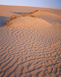 Rabbit Brush Prints: USA, Wyoming, Great Divide Basin, View of sand dunes and rabbit brush