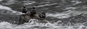 USA, Wyoming. Harlequin ducks, La Grange Cascade, Yellowstone National Park