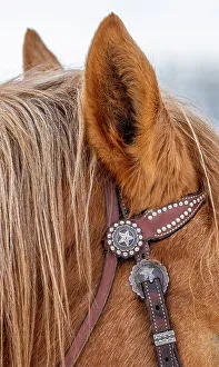 Images Dated 28th September 2022: USA, Wyoming. Hideout Horse Ranch, horse detail. (PR)