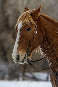 Images Dated 2nd December 2022: USA, Wyoming. Hideout Horse Ranch, horse detail. (PR)