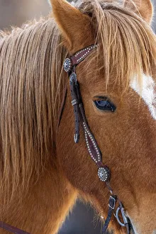 Images Dated 28th September 2022: USA, Wyoming. Hideout Horse Ranch, horse detail. (PR)