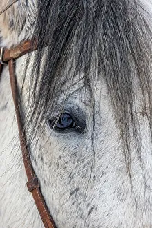 Images Dated 2nd December 2022: USA, Wyoming. Hideout Horse Ranch, horse detail. (PR)