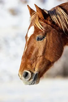 Images Dated 2nd December 2022: USA, Wyoming. Hideout Horse Ranch, horse detail. (PR)