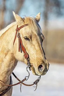 Images Dated 28th September 2022: USA, Wyoming. Hideout Horse Ranch, horse portrait. (PR)