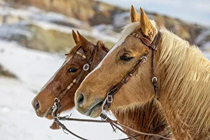 Images Dated 2nd December 2022: USA, Wyoming. Hideout Horse Ranch, horses at Rest in the snow. (PR)