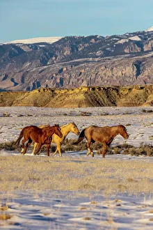 Gold Color Prints: USA, Wyoming. Hideout Horse Ranch, horses in snow. (PR)