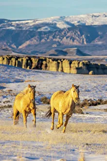 Images Dated 2nd December 2022: USA, Wyoming. Hideout Horse Ranch, horses in snow. (PR)