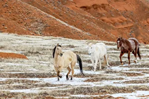 Images Dated 2nd December 2022: USA, Wyoming. Hideout Horse Ranch, horses in snow. (PR)